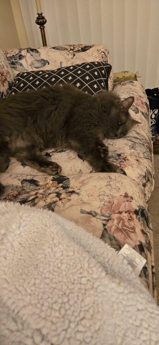 Mouse in the House and Loki tweet media