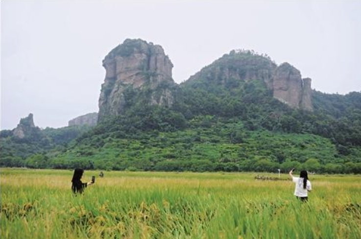 zhu_alice50849's tweet image. As autumn settles in, the rice fields glow with golden hues. There's something calming and timeless about watching the harvest unfold in the crisp October air. #AutumnVibes #GoldenFields #OctoberMagic