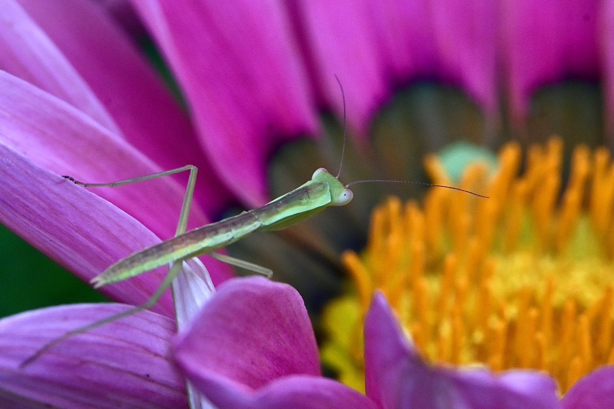 91DaysofSpring's tweet image. Baby mantis appreciation time on Spring Day 41 #FlowersOnFriday #nosprayspring #inmygardentoday