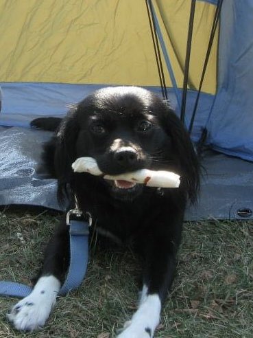 At 8:33pm today, it officially makes it 1 year without you. I’ll never forget the day you came home and I wished I never had to experience the day you left. I love you forever and I’ll miss you forever. My sweet Jolie Bolie