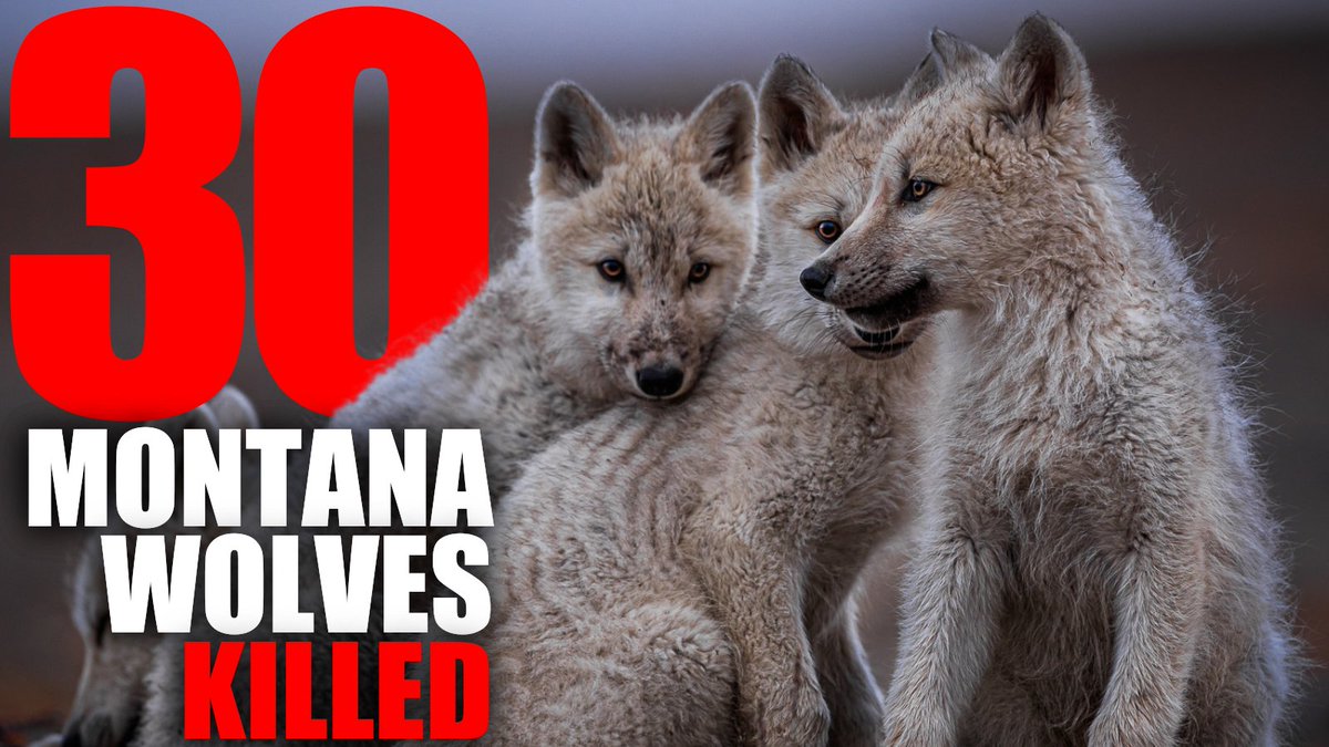 BanKillContests's tweet image. Go to relistwolves.org to tell the @USFWS to stop the carnage. #RelistWolves