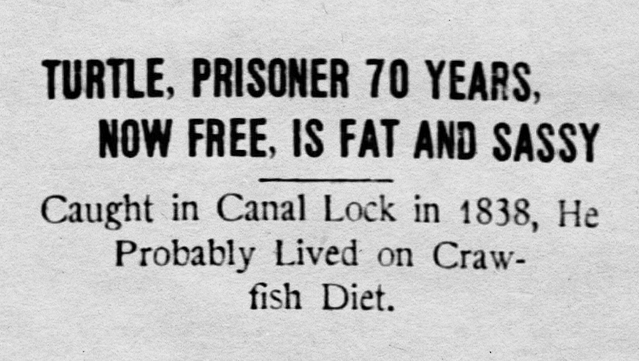 yesterdaysprint's tweet photo. St. Louis Post-Dispatch, Missouri, October 4, 1908 https://t.co/ssJUALxHq8