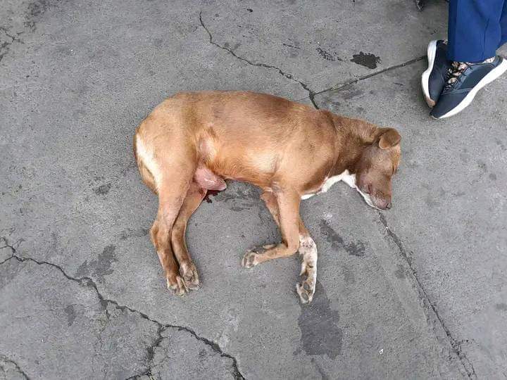 leonexoficial's tweet photo. Me comparten este caso!!! Urge que alguien ayude a este pequeño, sangra de su miembro, sigue en la calle cerca de metro santa marta, ayudaaaaa estoy al tope de gastos en mi veterinario y no puedo con otro caso más por el momento. 🙏 💗 😔 https://t.co/5mvSE1K2F2