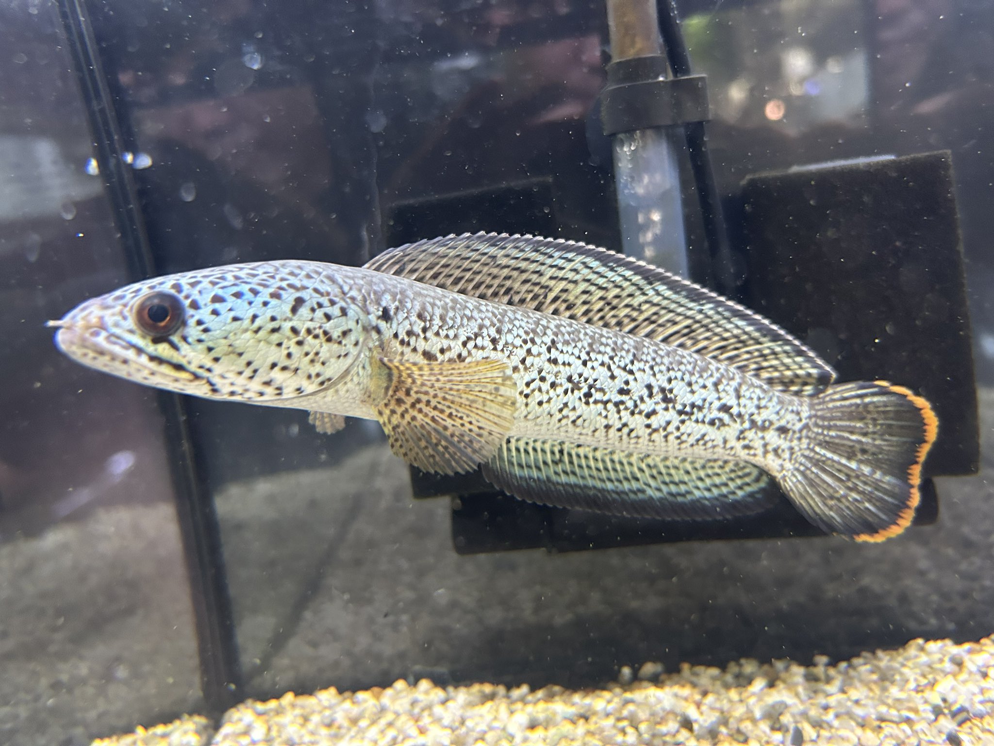 リミックスみなと熱帯魚 on X: 