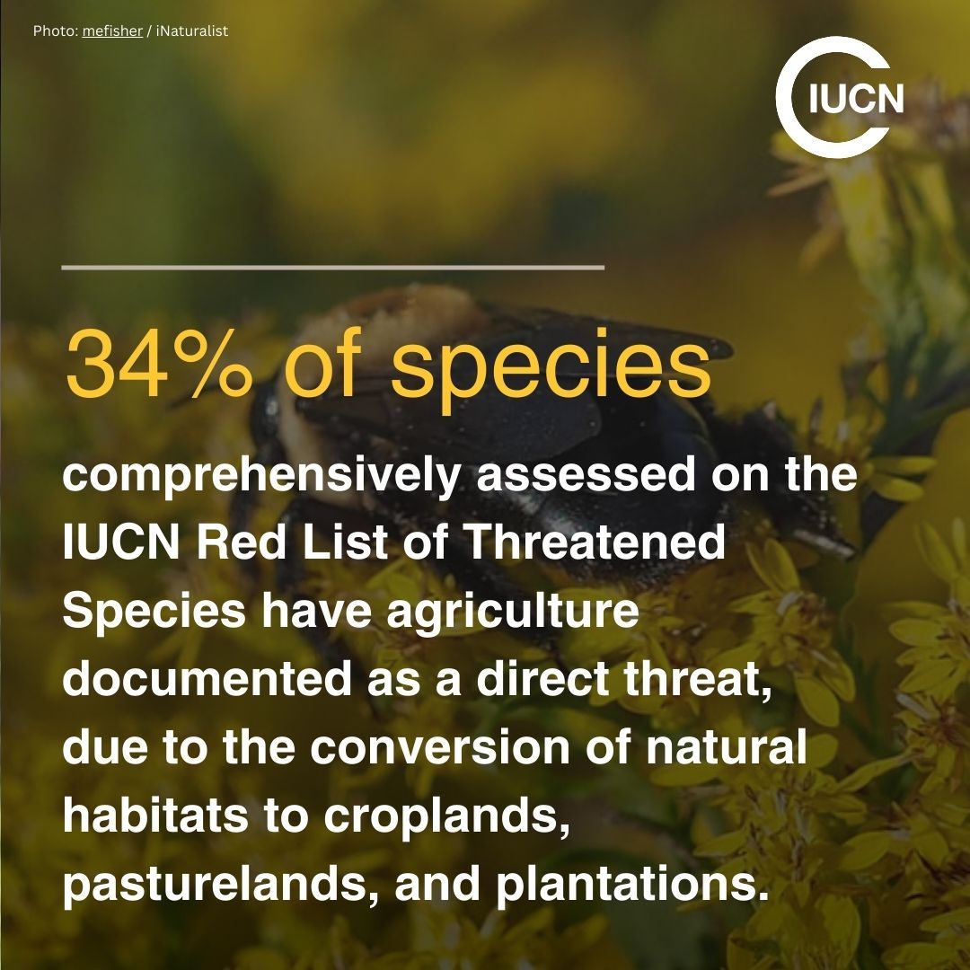 IUCN (@iucn) on Twitter photo 34% of species comprehensively assessed on the <a href="/IUCNRedList/">IUCN Red List</a> have #agriculture documented as a direct threat.
With better designed and targeted policies, we can benefit both biodiversity and agriculture.
Lear more in our new flagship report.
bit.ly/3YfrzcR 34% of species comprehensively assessed on the <a href="/IUCNRedList/">IUCN Red List</a> have #agriculture documented as a direct threat.
With better designed and targeted policies, we can benefit both biodiversity and agriculture.
Lear more in our new flagship report.
bit.ly/3YfrzcR