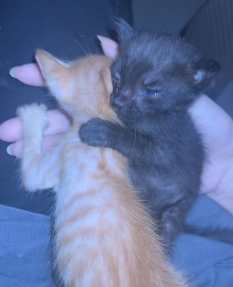 sofi 🇵🇸 tweet media