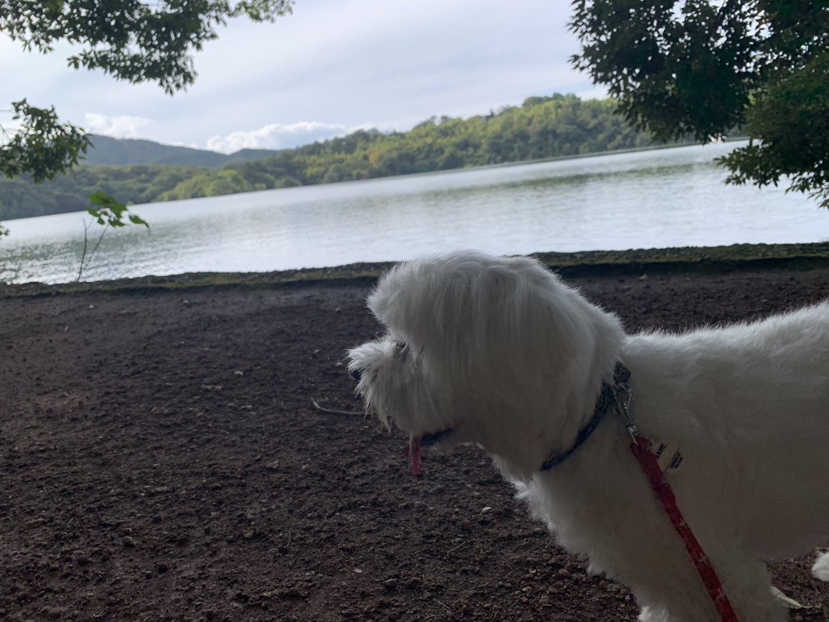 usisi153's tweet photo. わたしが運動不足なので犬連れて湖まで行ってきた https://t.co/WzFvmdOUWD