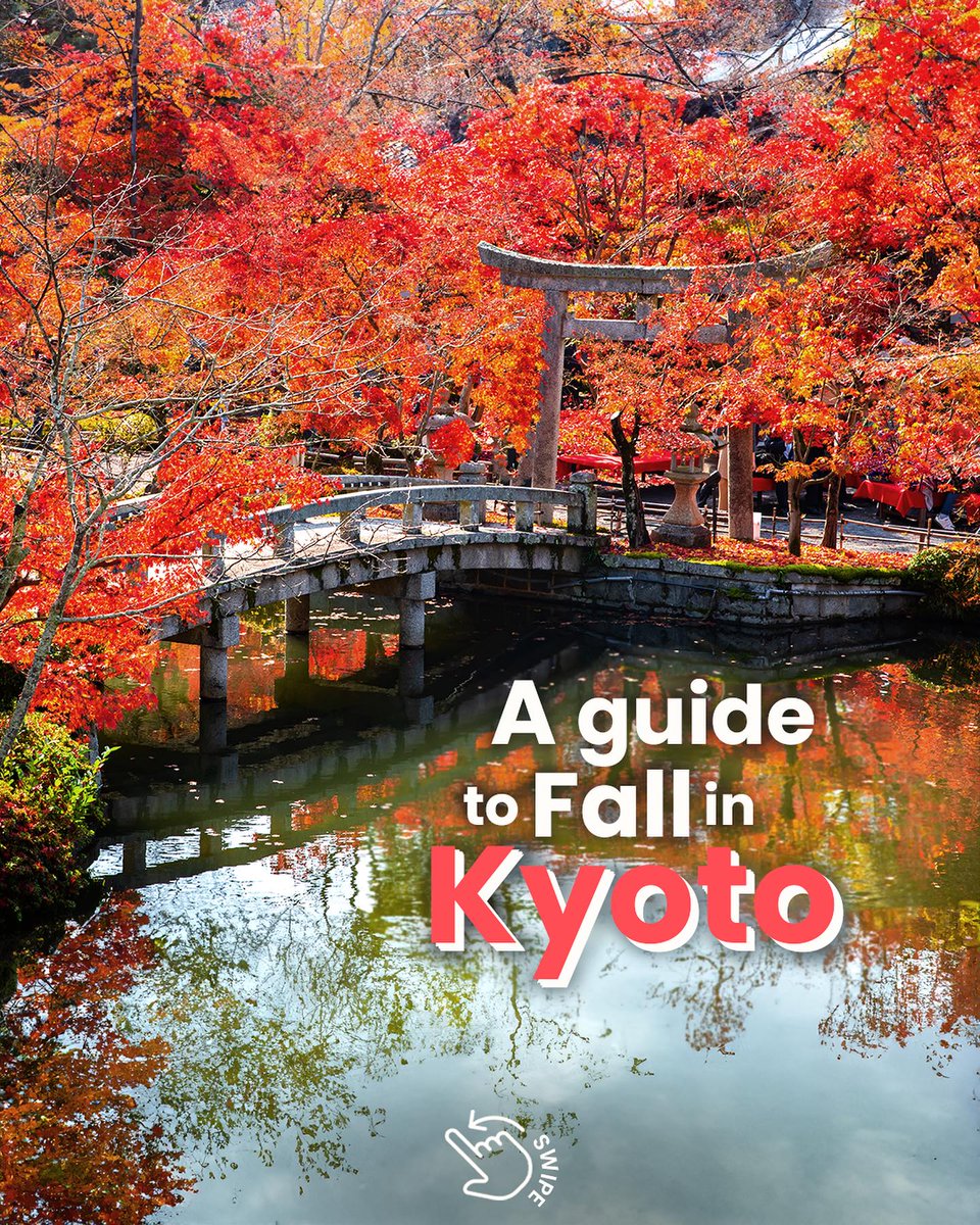 japanbyfood's tweet photo. Fall in Kyoto, or truly anywhere in Japan, is one of the most beautiful times to visit the country. Ancient temples and traditional architecture are set against a breath-taking backdrop of autumn leaves. 🍁
Read more on the blog: https://t.co/JQ9DJIQWIu 🍂
#kyoto #fallinjapan https://t.co/ZHetk2thEY