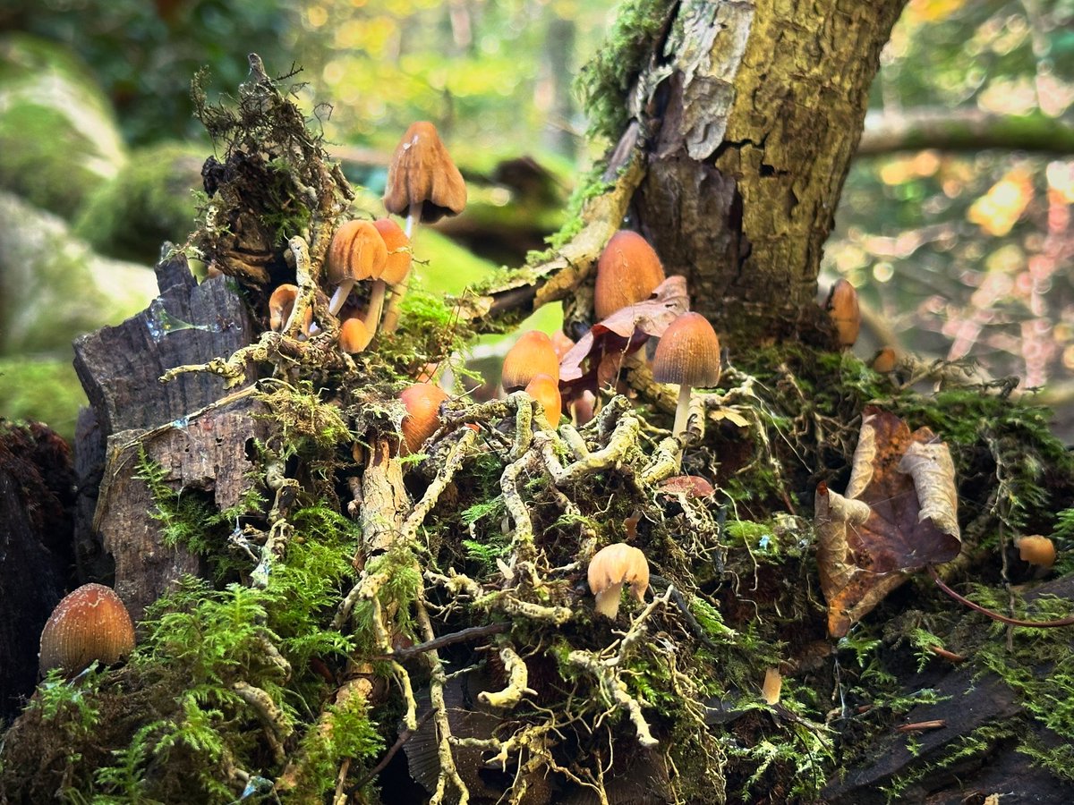 forestfairylake's tweet photo. Autumn 💚 #mushrooms #fungi #fungus #fungifriday #autumn #woodlandfloor #woodland #woods #forest #trees #moss #plants #nature #goodforthesoul #NaturePhotograhpy #forestphotography #photography #windermere #LakeDistrict #Cumbria #walking #Wellbeing https://t.co/GXA9LxJQS5