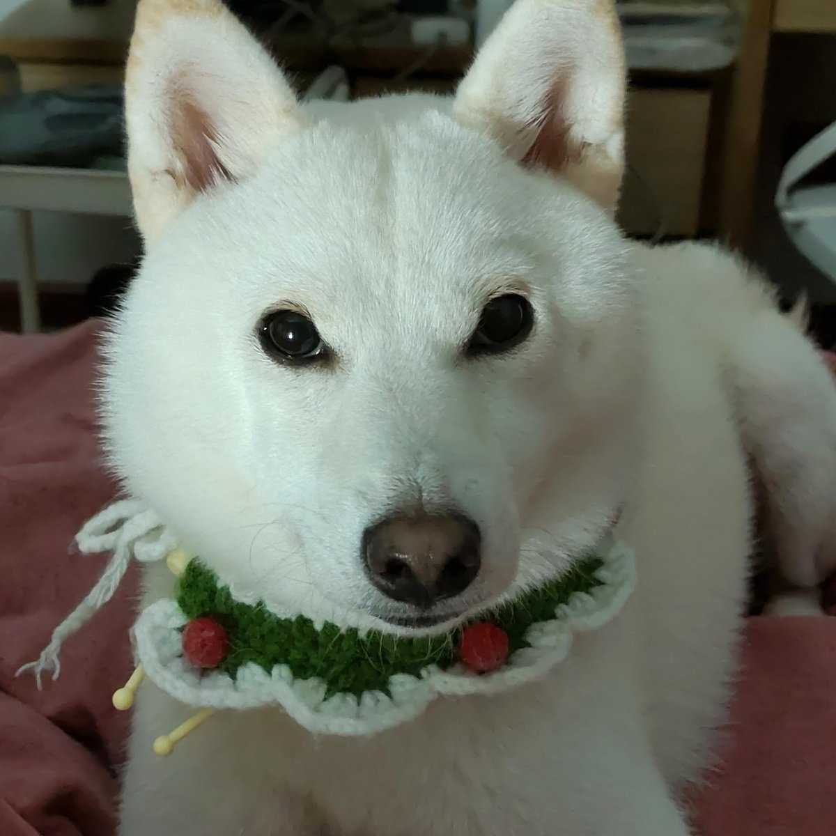 エイミー tweet media