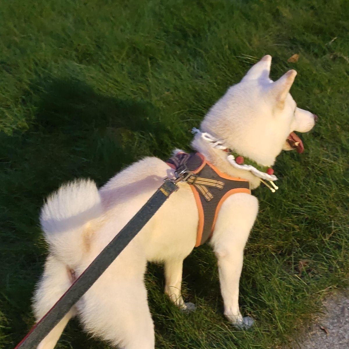 エイミー tweet media