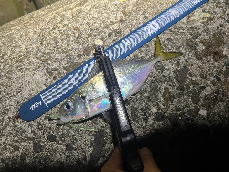 knr_fishoe's tweet image. イージーシェイカー新色くっそ釣れる！！！！
（なおサイズ）
#keitech