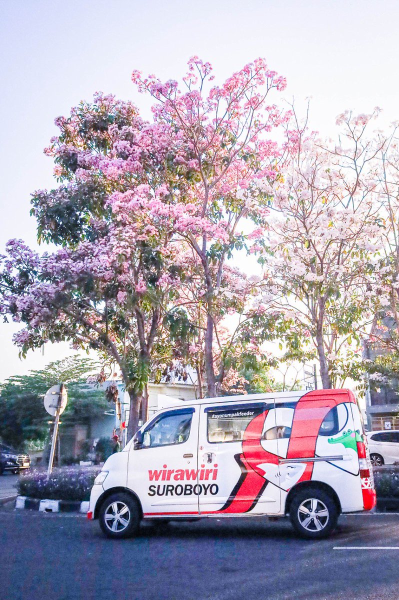 SapawargaSby's tweet photo. Walaupun cuaca lagi terik, tapi bunga tabebuya yang sedang mekar cantik bikin suasana hati terasa semakin asyik 😍😍

Cuaca panas memang favorit bunga tabebuya untuk mekar rek. Deretan pohon bunga berwarna pink dan putih sedang mekar cantik di berbagai lokasi di Surabaya 🌸🌸 https://t.co/Otzxjjf5X0