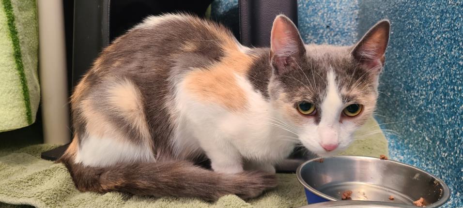 PetfindToronto's tweet image. #GARDINERBRIDGE #SPADINA  Pls RT2unite #FOUND #CAT- 8-Oct-24 #Toronto Animal Services A0990427 #EAST 416-338-7539 CALICO WHT DSH F/10Mth