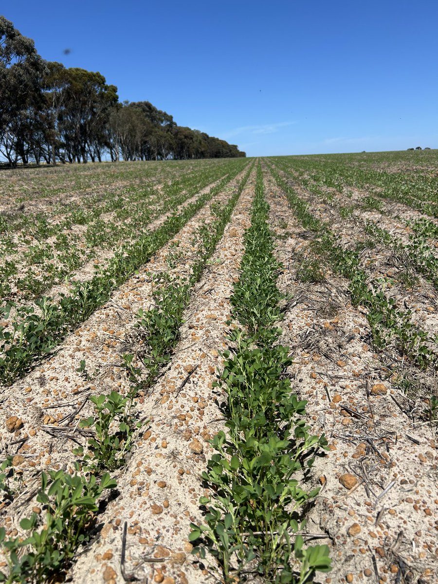 Good strike on the lucerne  <a href="/Crash680/">Ash Reichstein</a> , here’s to hoping for some summer rain