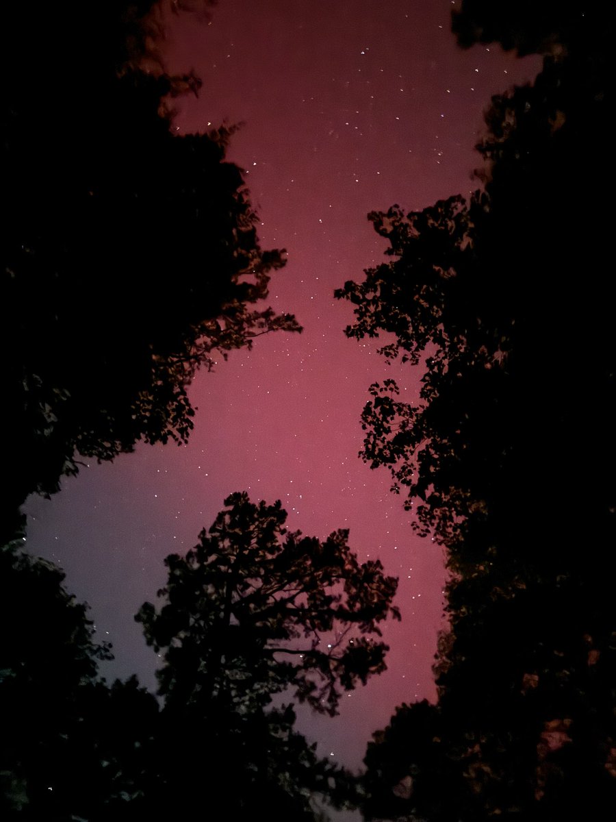 From our woods in Chapel Hill, NC.