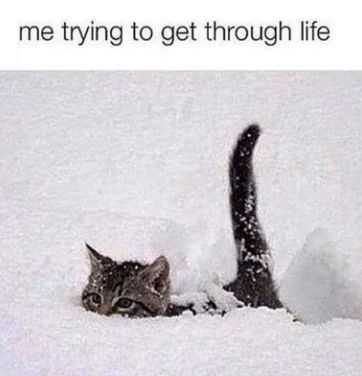 WholesomeMemes (@wholesomememe) on Twitter photo 