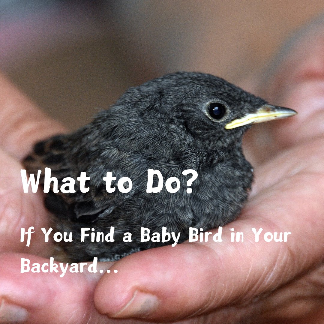 peckperk's tweet photo. Imagine stepping into your backyard and finding a baby bird. 🐣🌿 Sometimes nature sends a bird in need our way. But sometimes most baby birds don't need much of our help, just a little space! 💚

#birdlovers #AnimalCare #birdcare #nature
#backyard #BirdTwitter #helpinghand https://t.co/O8QjricU5u
