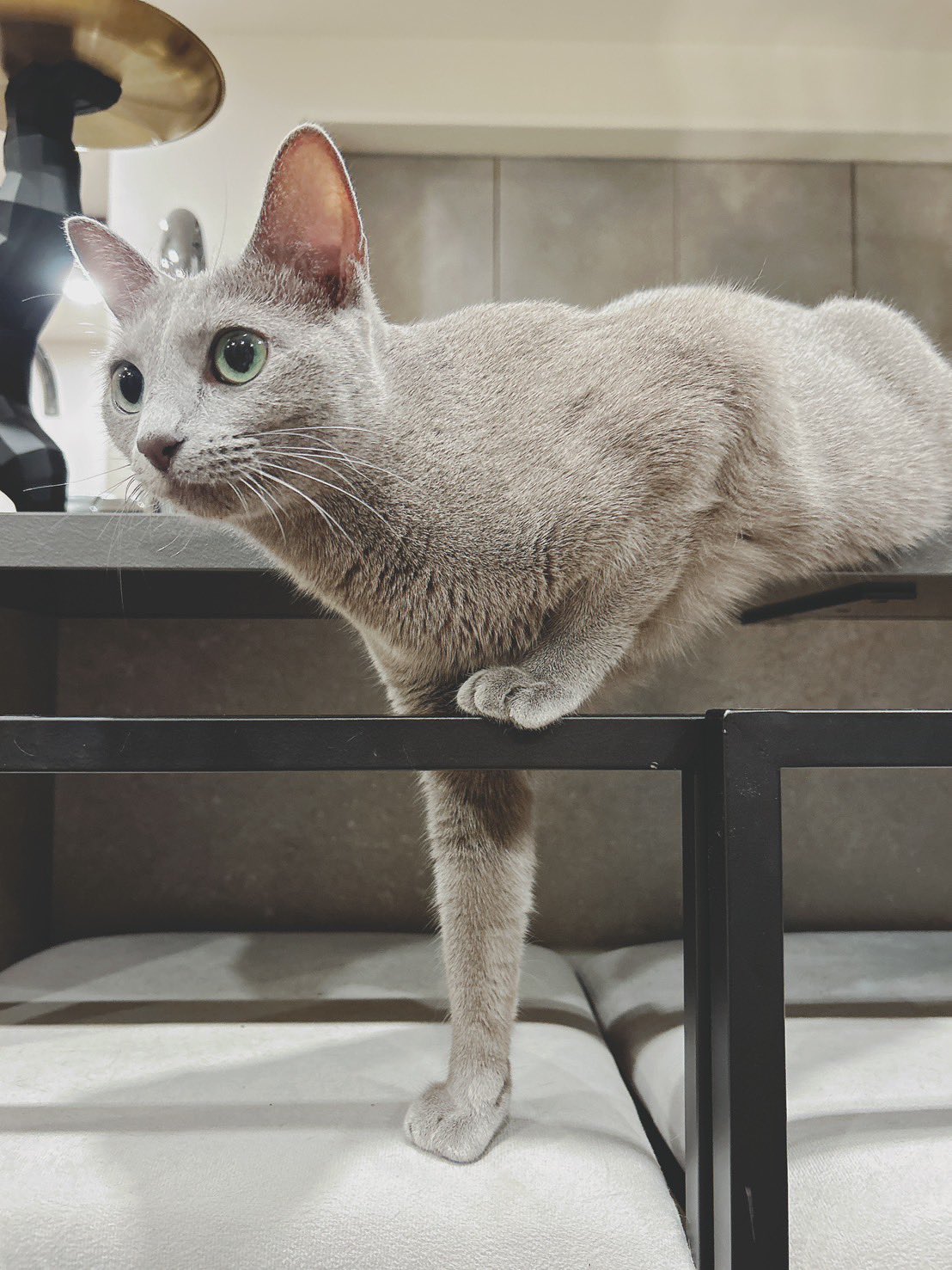 ロシアンブルーのベル🐈‍⬛ (@belle20220715) / X