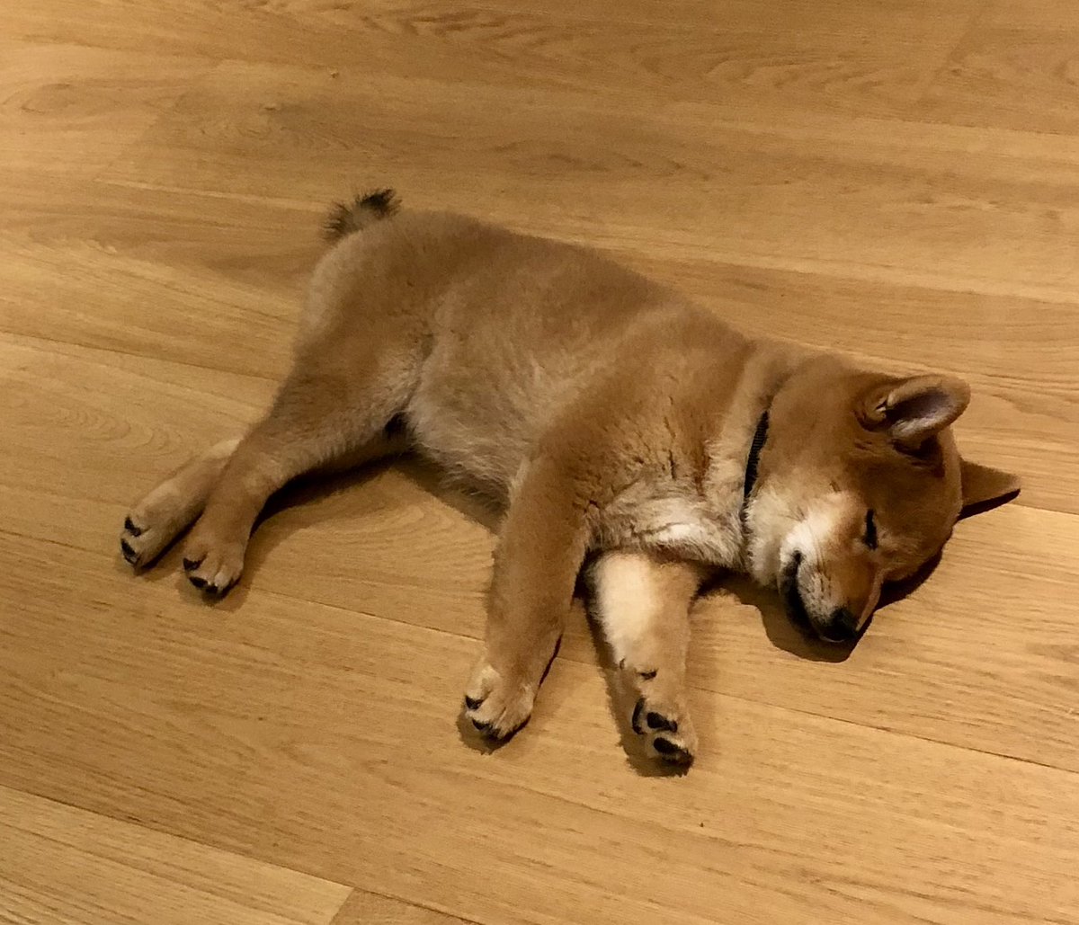 Maddie mit 綱柴🗼🐕🪩🕺✨ tweet media