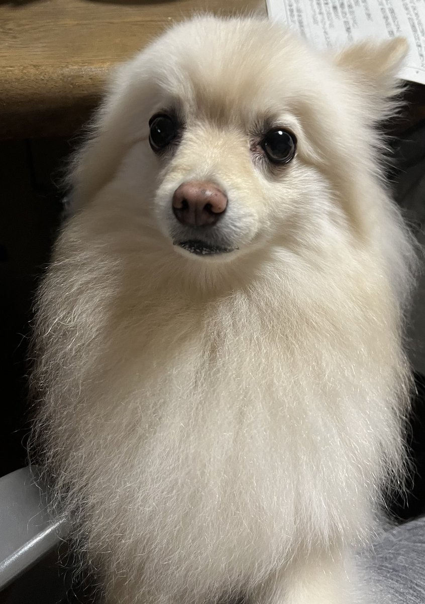 hanamico8735's tweet photo. 今朝のほくとと
ドッグランでのお気に入りの写真🥰ポメラニアン大集合💕

#ポメラニアン https://t.co/md8Gsrvser