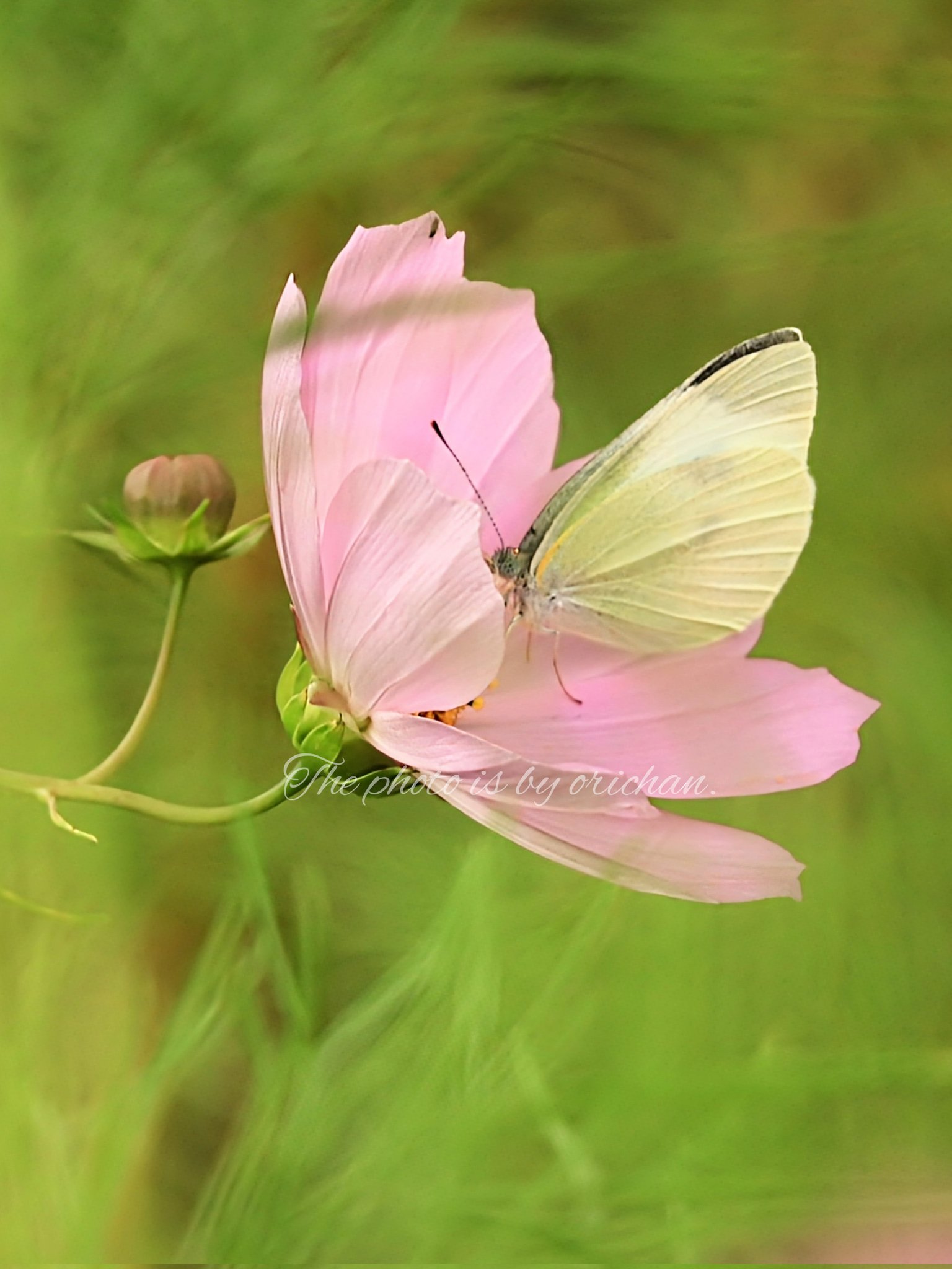 ✨コスモス様3点おまとめ✨ありがとうございます♡ 今日も、お疲れさまでした🍵☕ コスモス🌸ハッピー気分ですね💕