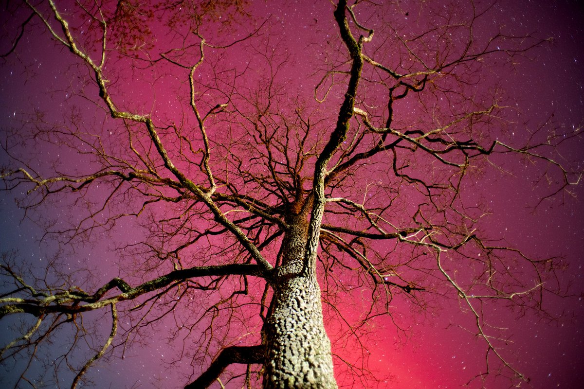 richseiling's tweet image. #auroras over @MammothCaveNP  tonight were amazing! Dark skies and little light pollution make a big difference.