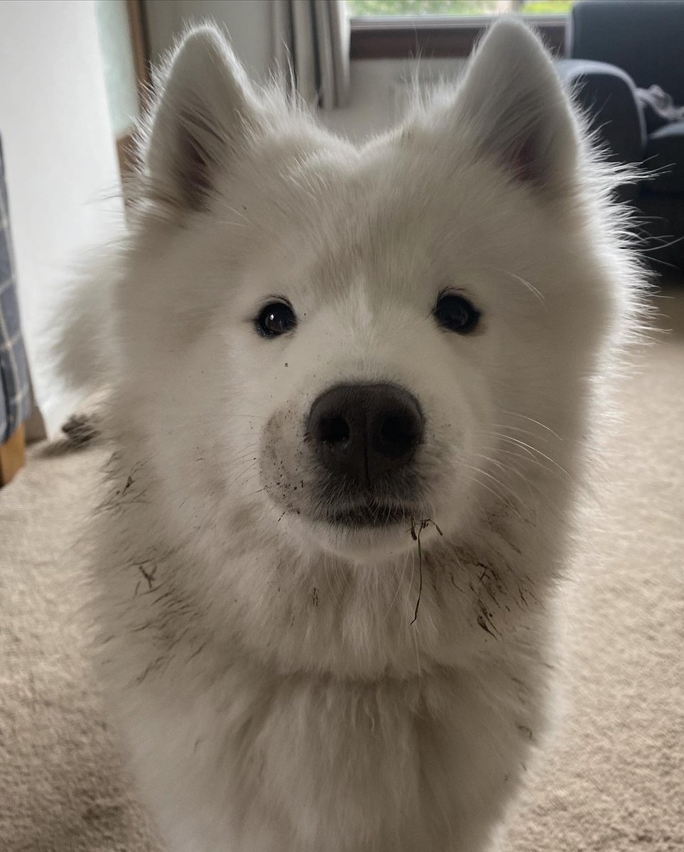 dogssaveworld's tweet photo. https://t.co/DcNGTKjmMk