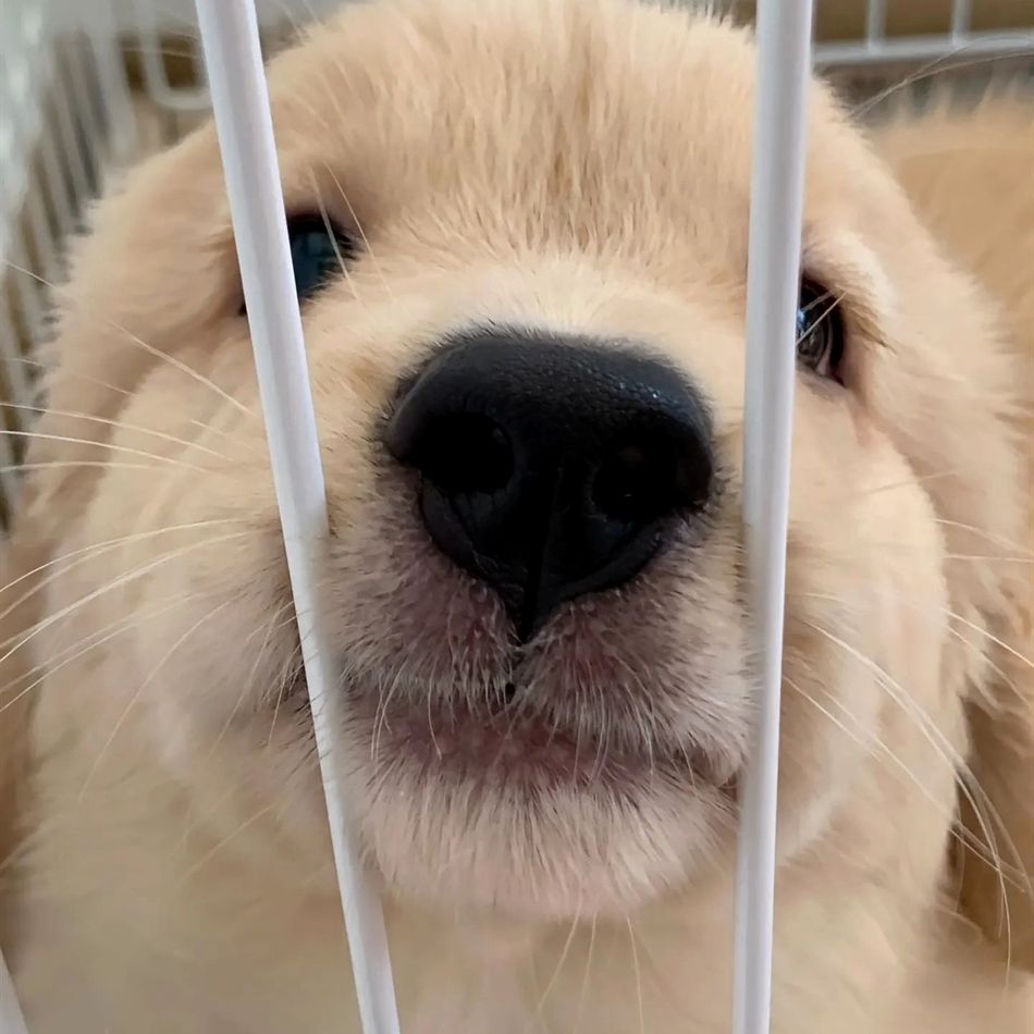 dogssaveworld's tweet photo. Fluff peeking with maximum cuteness ✨ https://t.co/E3gNnfKHO9