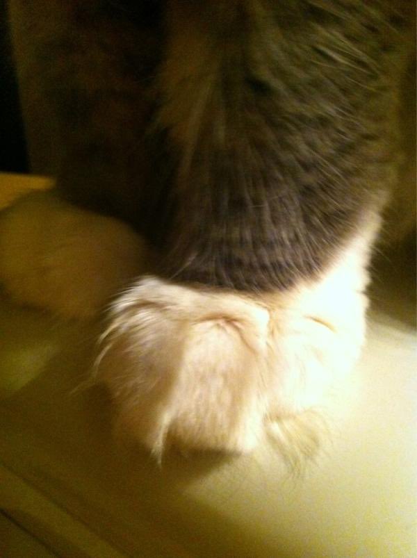 rika_nyanko's tweet photo. 暗闇に何か落ちてるのが見えたので拾おうと思ったら猫の手でお互いにビックリ‼️
先だけ白いからそこだけ見えたのね🐱🐾

#猫の手袋 
#猫の靴下
#猫のエプロン https://t.co/tLl08ZfKJL