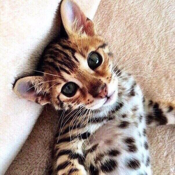 DigbyMoscato's tweet photo. My music playlist, will define my story for you. https://t.co/0bXUspL5ia