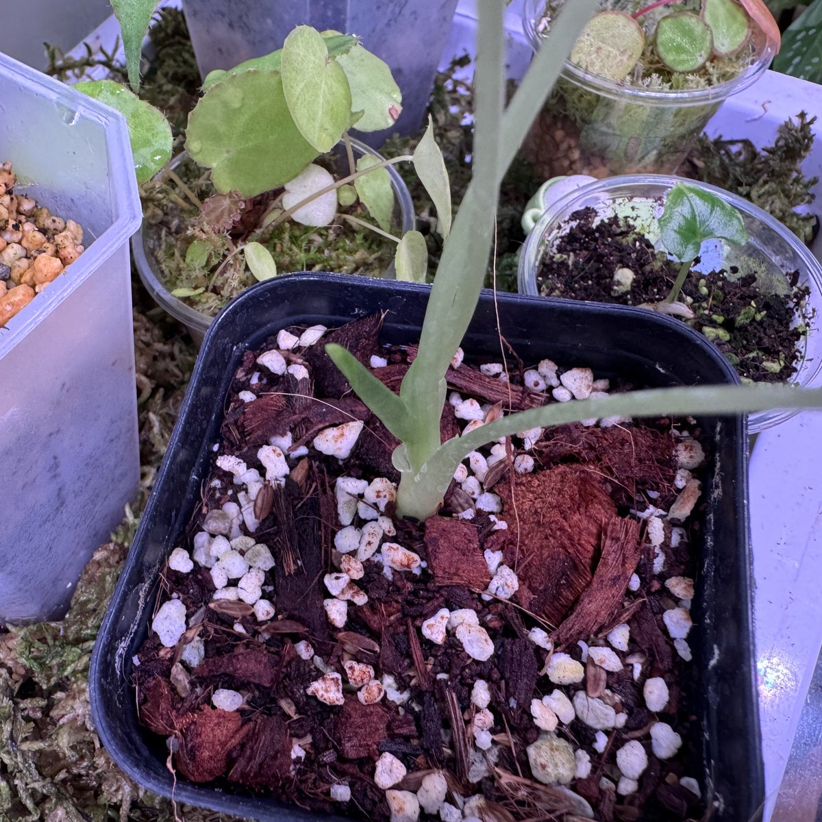 무프덱 신엽 올라온다🥹