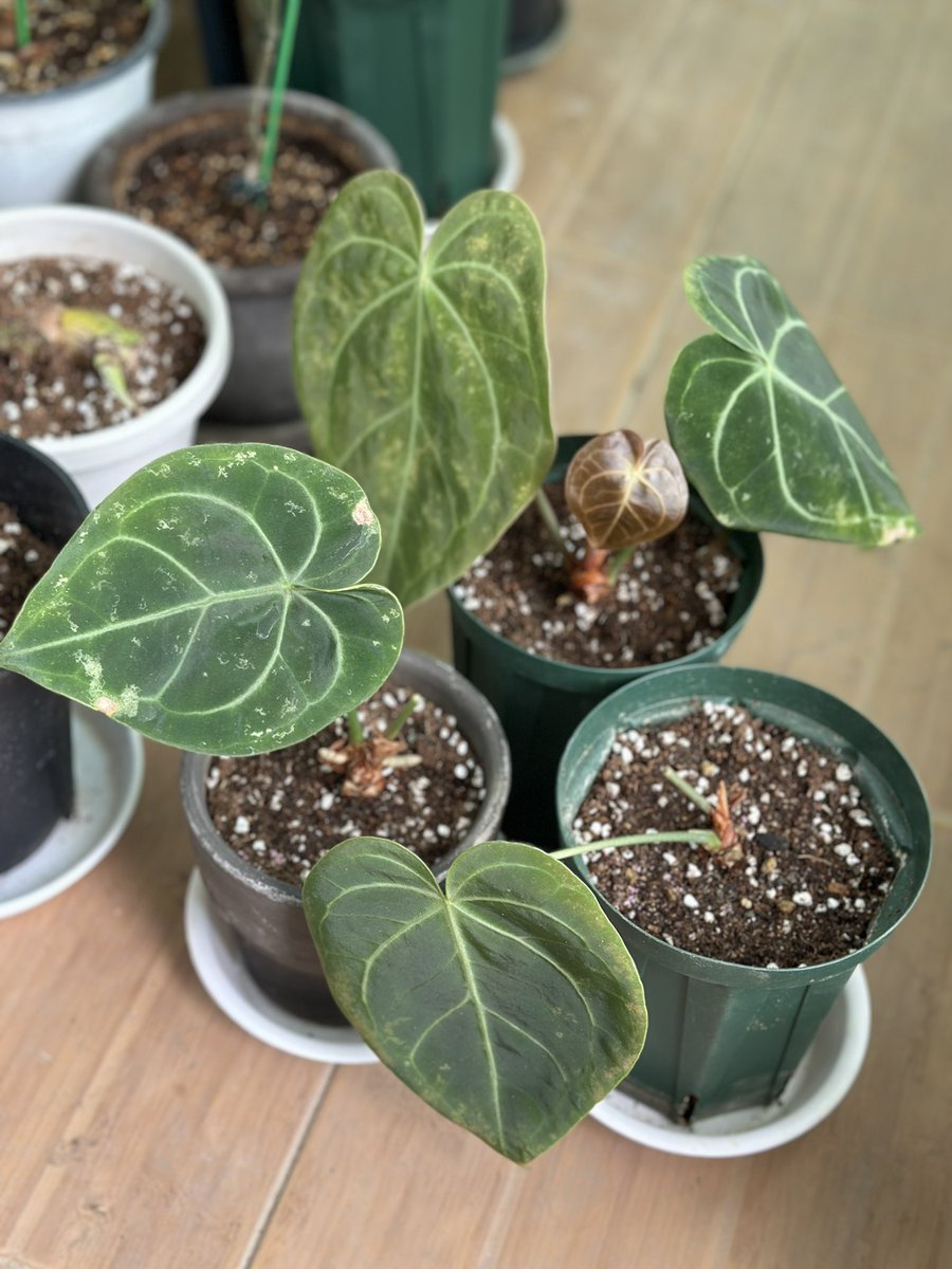 미니분 안스 화분쪼개서 분갈해줌.. 클라리분에서 뿌리기생중이어서. 근데 까만점같은 벌레.. 총채였나봄 아쒸🤬 #망🫠