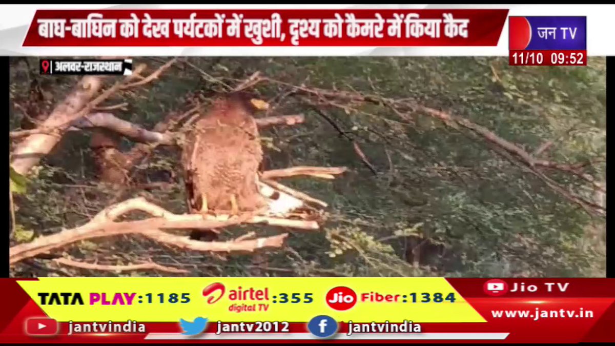 JANTV2012's tweet image. Alwar Raj News | बाघ-बाघिन को देख पर्यटकों खुशी, दृश्य को कैमरे में किया कैद | JAN TV

youtu.be/Om3lFNtepBI

#alwarnews #Touristshappy #tiger #captured #scene #camera #Jantv_vkj