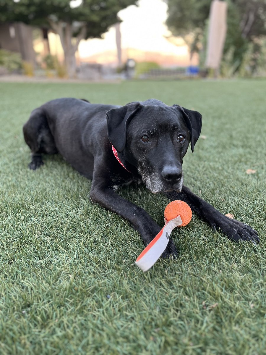 shah_ps's tweet image. We’ve got a teenager in the house! Happy 13 years to this amazingly good boi. 15/10 if I say so myself. @dog_rates