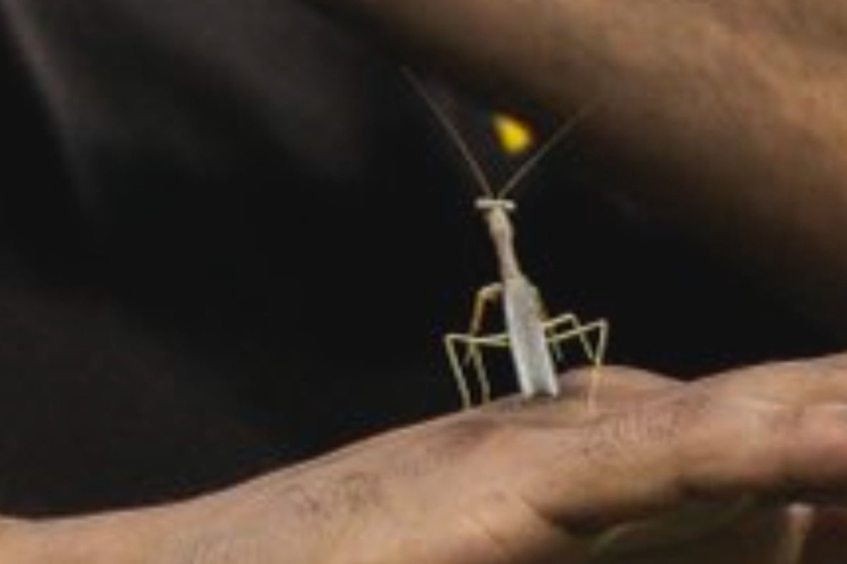 Madre858's tweet photo. ‼️Rally Mantis‼️ https://t.co/WOKihO2Hg7