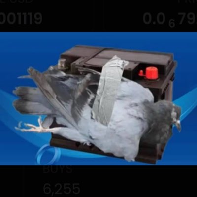 PS6 (Dead Pigeon Car Battery CTO) tweet media