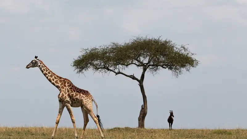 Pitt0r's tweet photo. Thank giraffe it’s Friday! #TGIF https://t.co/Jc2u64ePYY