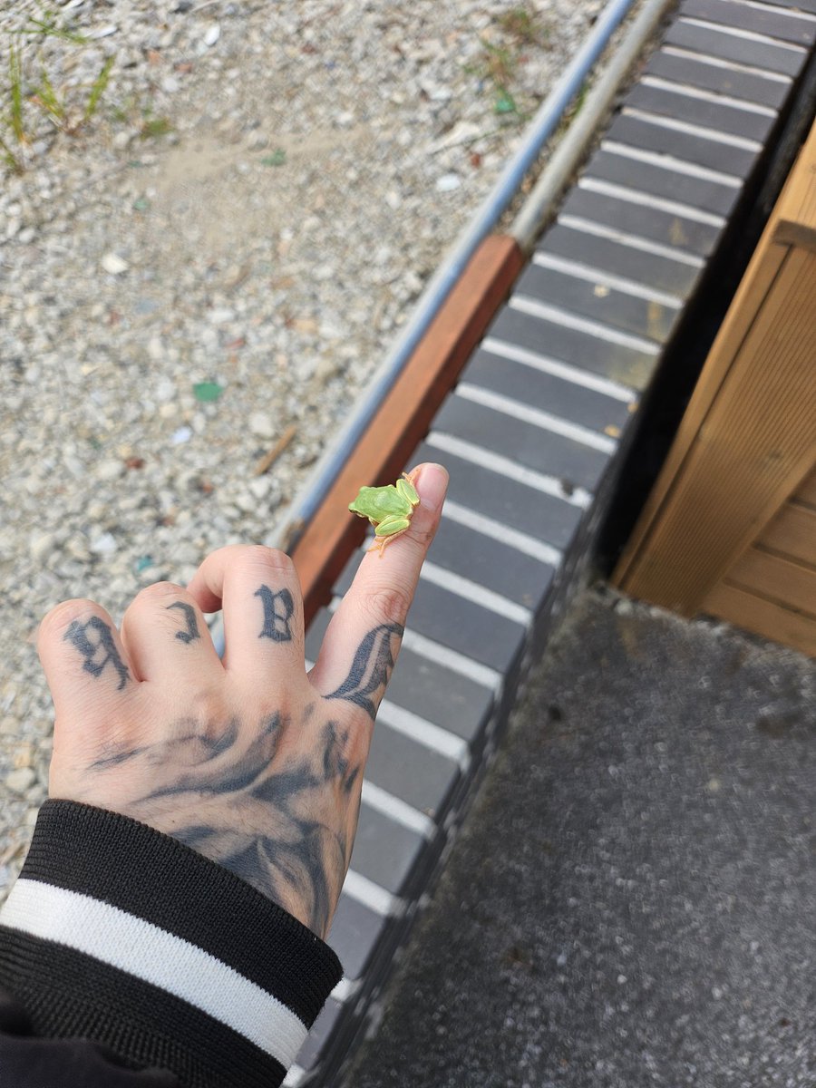 올해 개구락지 10마리쯤 우리집에 들어와서 쫓아냈음