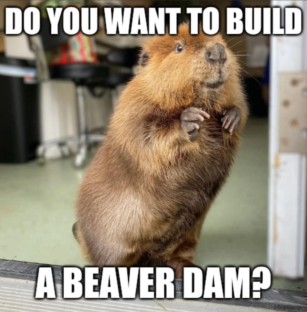 taye_lens's tweet photo. @gordongekko GM Gordon,
Beavers are Goated Animals.
#Nibi
#Justkeepbuilding
#buildthdam
5UeaxTbiipJSNgkdx8ySsk49pRuATMMFuNGhoNEwpump https://t.co/KeXzqfuCYc