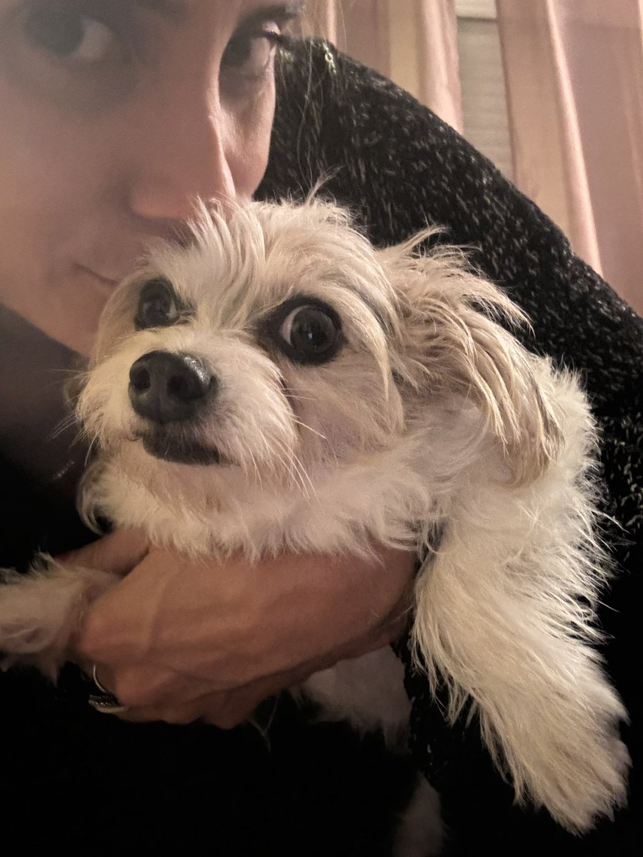 samialavenant's tweet photo. Tiny dog
I adore you ❤️ https://t.co/23CEdesqpz