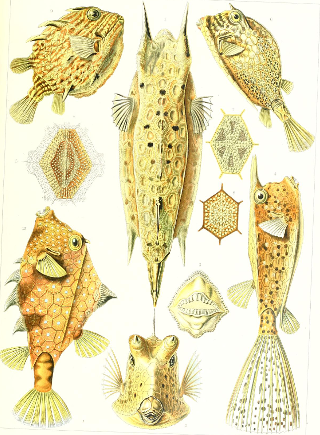 🌊 #Collections À l’occasion des 150 ans de la station marine <a href="/univ_lille/">Université de Lille</a>, située à Wimereux, #LillOnum vous propose d’explorer l’histoire de la biologie marine à travers les publications qui ont marqué l’histoire de cette discipline.
lillonum.univ-lille.fr/s/lillonum/pag…