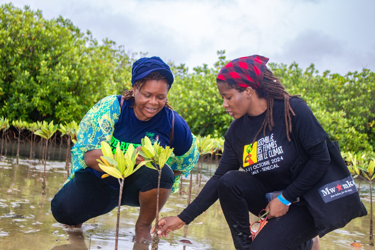 WoMin_Africa's tweet photo. DAY 4 of the #WCA2024 - FIELD TRIPS TO LOCAL COMMUNITIES
Regional participants visit local communities to pay witness and hear the lived experiences of community members living on the front lines of the climate crisis in #Senegal.

#ClimateJusticeNow #fisherfolk #mangroves https://t.co/O09TzKEMsI