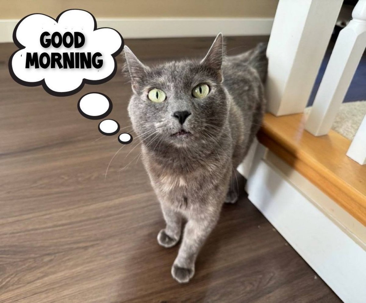 gm frens 🌍

BobaCat much ME-OWW