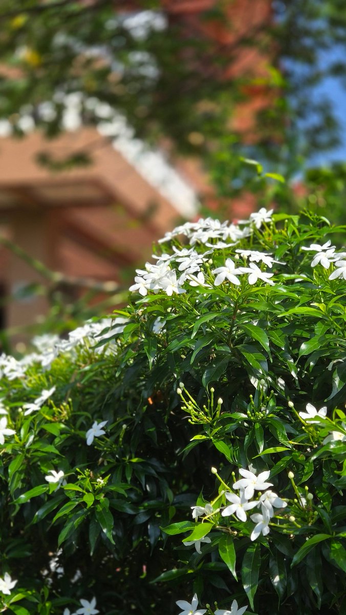 ต้นไม้ของเตนล์ 🌱 tweet media