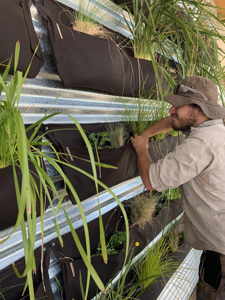 Mulligans Flat tweet media