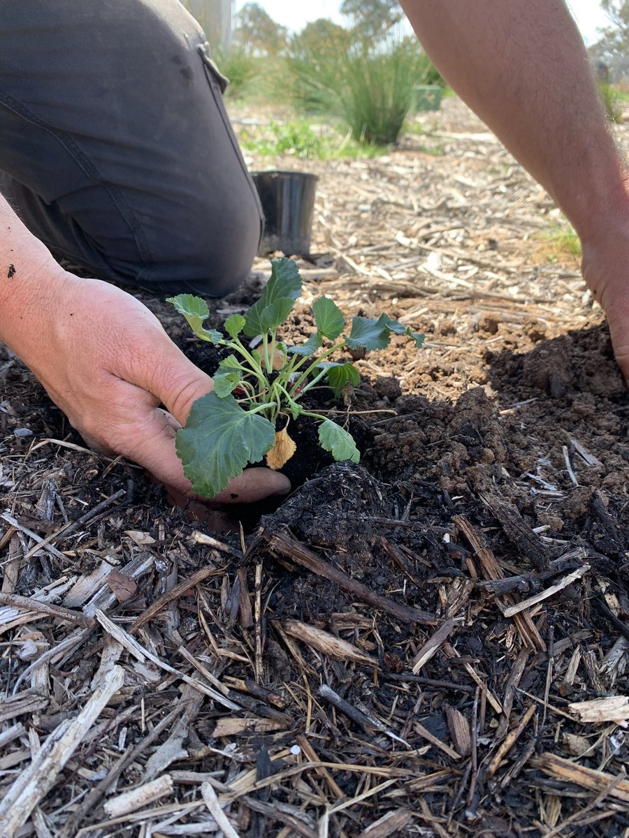 Finished a massive week by planting an endangered species in the <a href="/VisitWildbark/">Wildbark</a> Green Wall. Pelargonium sp. Striatellum, commonly known as Omeo stork's-bill, is an undescribed species of Pelargonium that is endemic to Australia.