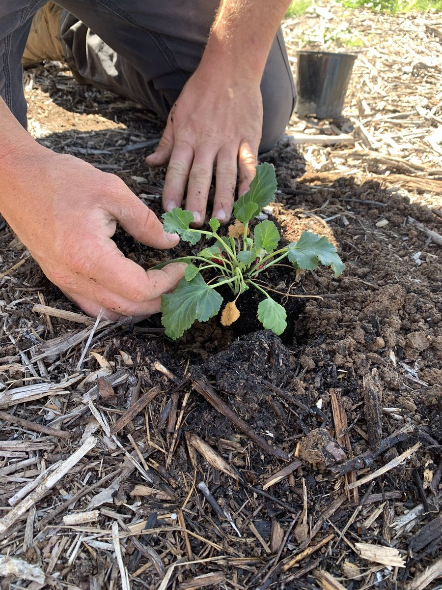 Mulligans Flat tweet media