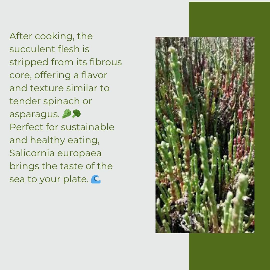 venusproject_pr's tweet image. Meet Salicornia europaea! This coastal plant thrives in salty tides &amp;amp; has a rich history. 🌊 📷 Known as 'sea beans' or 'marsh samphire', it's edible raw or cooked. Steam it, add butter or olive oil for a tasty treat! 📷#WildEdibles #CoastalCuisine #SeaVegetables