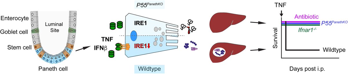 To sense or not to sense, Paneth cell regulation of mucosal immunity
Weis &amp; Vivas <a href="/UniJena/">Universität Jena</a> <a href="/King_Lab_McGill/">Irah King</a> highlight work reporting TNF sensing by Paneth cells disrupts unfolded protein response &amp; decreases AMPs, causing bacterial translocation &amp; sepsis
cell.com/cell-host-micr…